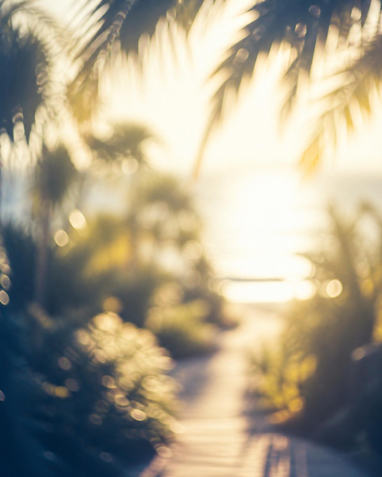 Warm morning light through a Florida garden path